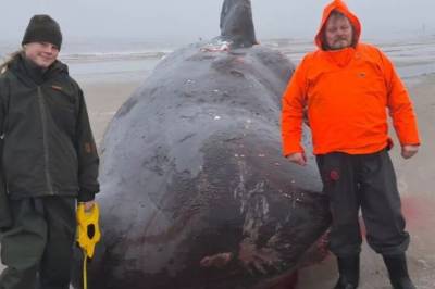 Hvorfor strander så mange hvaler fra Norge akkurat nå?