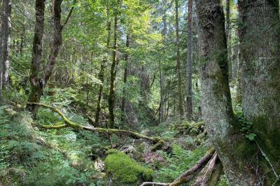 Vernar fire skogar i Vestfold og ein i Telemark