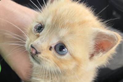 Politiet reddet kattunge: – Den er litt pjusk