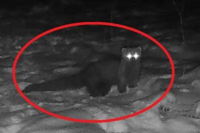 Ikke sett på hundre år