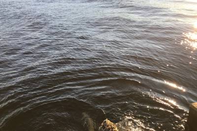 Det skal blomstre, ikke visne i sentrum – og yngles i nord