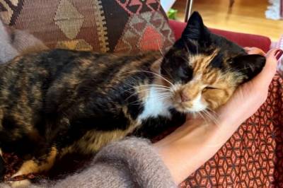 Da «Formann Mjau» kom hjem til jul