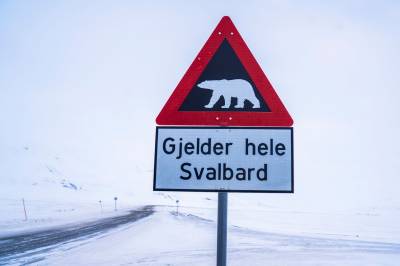 Sysselmesteren henlegger saker om to isbjørndrap på Svalbard