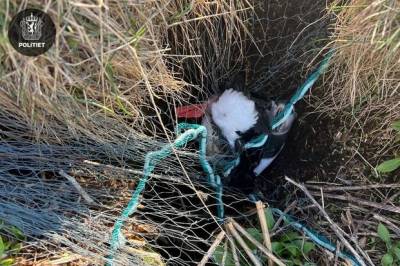 Lundefugler fanget: – Alvorlig miljø­kriminalitet