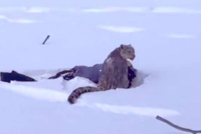 Plutselig går snøleoparden til angrep