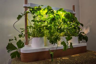 Test av Auk Mini: – Et lite stykke hage på kjøkkenbenken