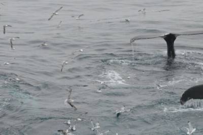 Tek kvalen fisken frå fiskarane?