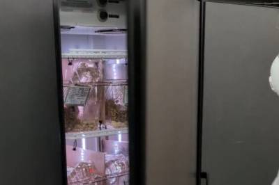 Her finner Kristopher Schau 46 hamstere i kjøleskapet. Hvorfor overlever de?