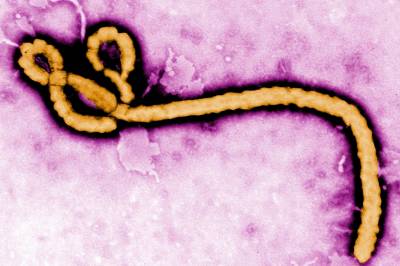 Kongo advarer: Ingen vaksine mot nytt ebolautbrudd