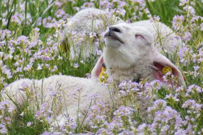 Lammet får klimaskylden før regnestykket er ferdig