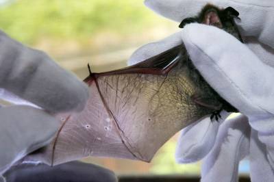 Havvindmøller i Nordsjøen truer flaggermus