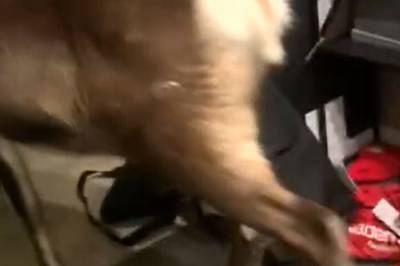 Thea (13): - Jeg hylte