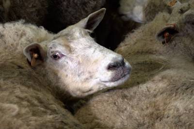 Dømt til fengsel for å ha lurt til seg rovdyrerstatning: – Eg er dritlei