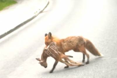 Trondheim: – Små og hjelpeløse