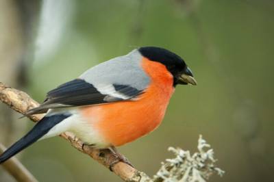 - Gir meg hjertet i halsen