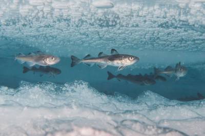 Under isen har fisken vært skjermet av mørket. Hva skjer når isen nå smelter?