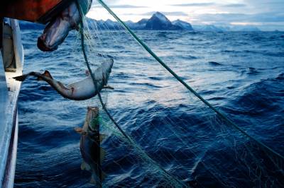 Fiskerne har aldri tjent mer. Sanksjonene mot Russland får æren.
