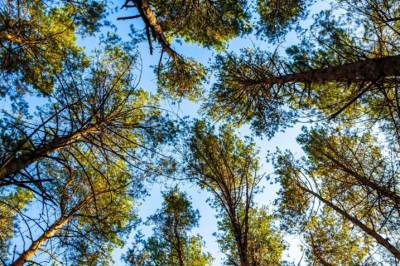 «Hoppende gener» kan være hemmeligheten bak bartrærnes suksess i evolusjonen