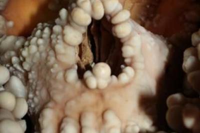 Neandertaleren falt ned i en hule og døde. Der ble han funnet over 100.000 år senere