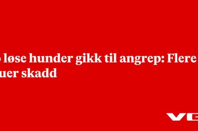 To løse hunder gikk til angrep: Flere sauer skadd