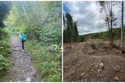 «Hundremeterskogen» ble ikke rasert – den ble høstet