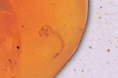 Verdens eldste: 99 millioner år gammel mygglarve funnet