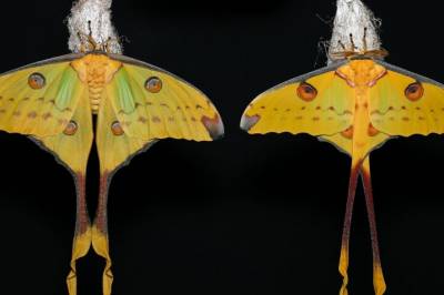 Hvorfor har noen sommer­fugler så lange haler?