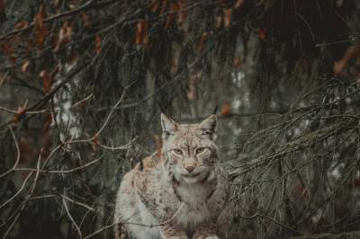 Gaupejaktens skyggeside