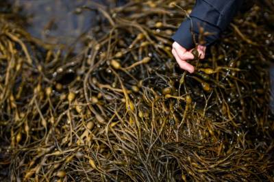 Tareskogen i ferd med å forsvinne