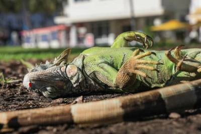 Florida: Stivfrosne iguaner «regner» fra trær