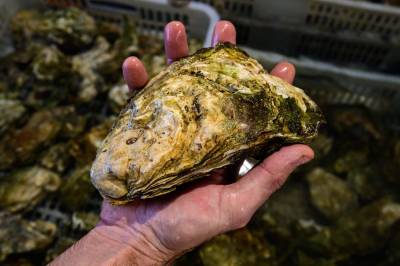 Invaderende østers inntar Stortinget: – Helt ubegripelig