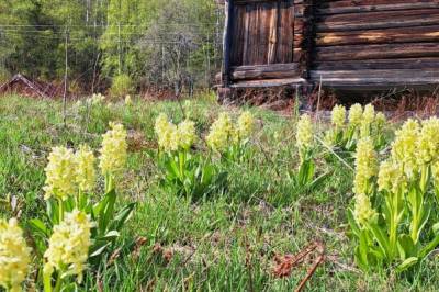 Sjeldne orkidéer får foster­hjem i Telemark