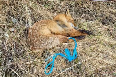 Funnet med beina bundet: – Jeg har sett mye rart, men aldri dette