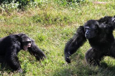 Dette skjer veldig sjelden, sier forskere