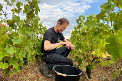 Fransk vinkrise: – Krevende å fordele 60 flasker til 100 restauranter