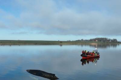 Hvalen Timmy skal reddes med luftputer