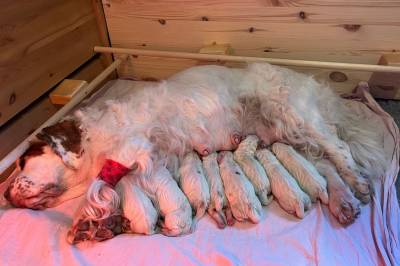 Hundemamma Mummi døde etter fødselen