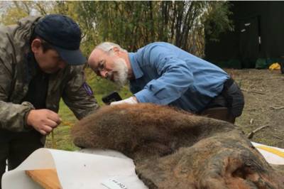  Nedfrosset i nesten 40.000 år: Nå «snakker» mammuten