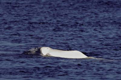 Ekspert reagerer: - På villspor