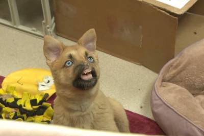 Valpen Peanut fikk snuten revet av