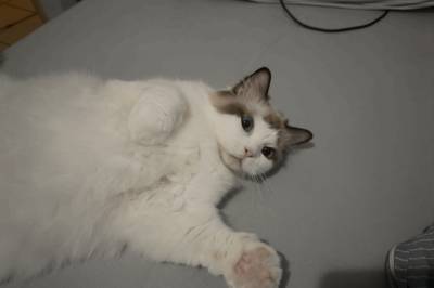 Katt reddet RTX 4090-eier fra husbrann