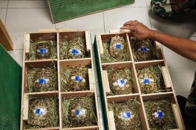 Interpol: Smugling av ulovlige dyr på rekordnivå i 2025