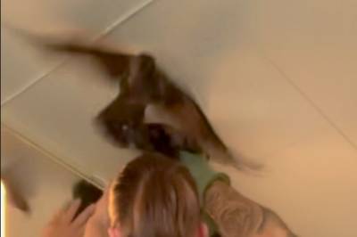 Kråkesjokk på badet