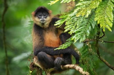 Disse apene hjelper hverandre med å finne den beste frukten