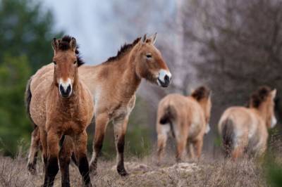 Naturen har tatt tilbake Tsjernobyls radioaktive landskap