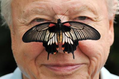 Attenborough fyller 100 år – overveldet av alle gratulasjonene