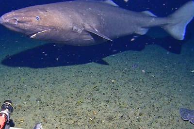 Overraskende hai-video fra Sørishavet