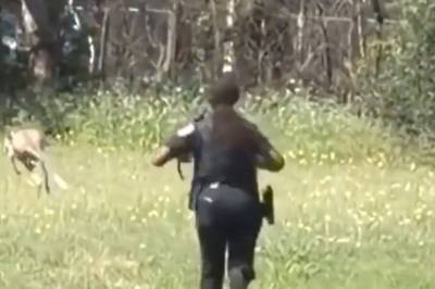 Politiets ville kengurujakt