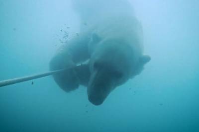 Forskerne satte ut fiskekamera – fikk isbjørn på film