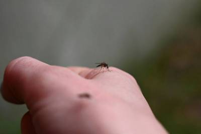 Mer farlig med elg i veien enn ulv i skogen